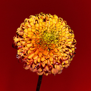 免费A片虐性视频
