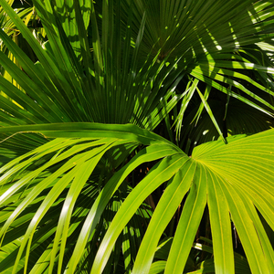 免费A片虐性视频
